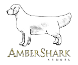 AmberShark