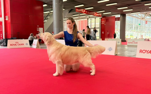 WDS Bologna 2026 and Club Show