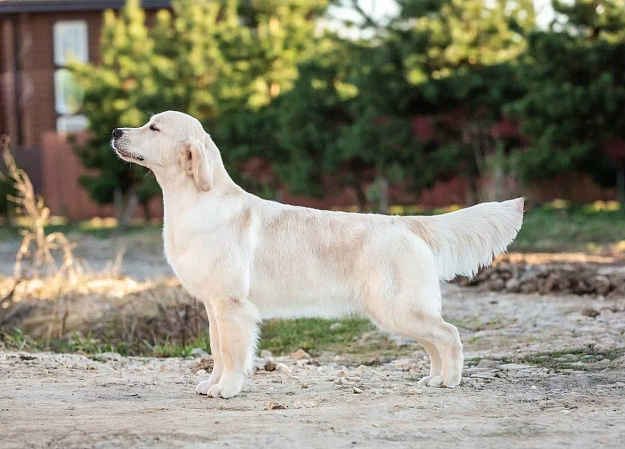 Фото Рокси стойка