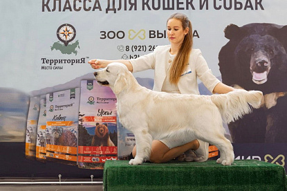 Национальная выставка собак всех пород _2
