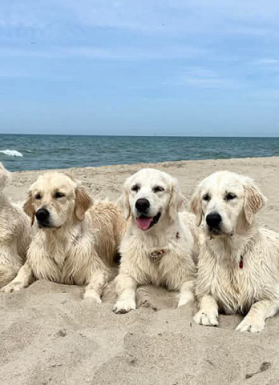 Море и голдены