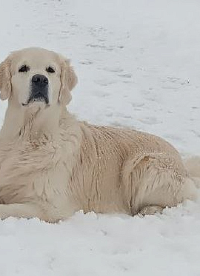 Зима и голдены