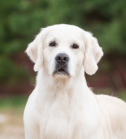 Фото Григорий морда