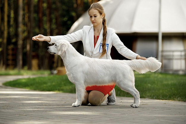 Фото Пайпер стойка