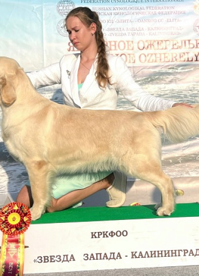 Национальная выставка собак всех пород