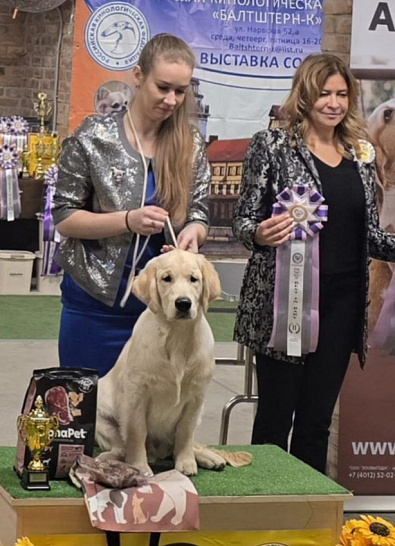 Национальная выставка собак всех пород