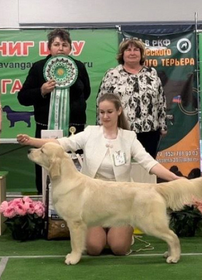 Национальная выставка собак всех пород 3