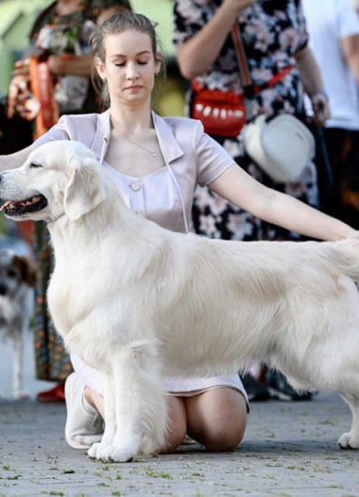 Национальная выставка собак всех пород